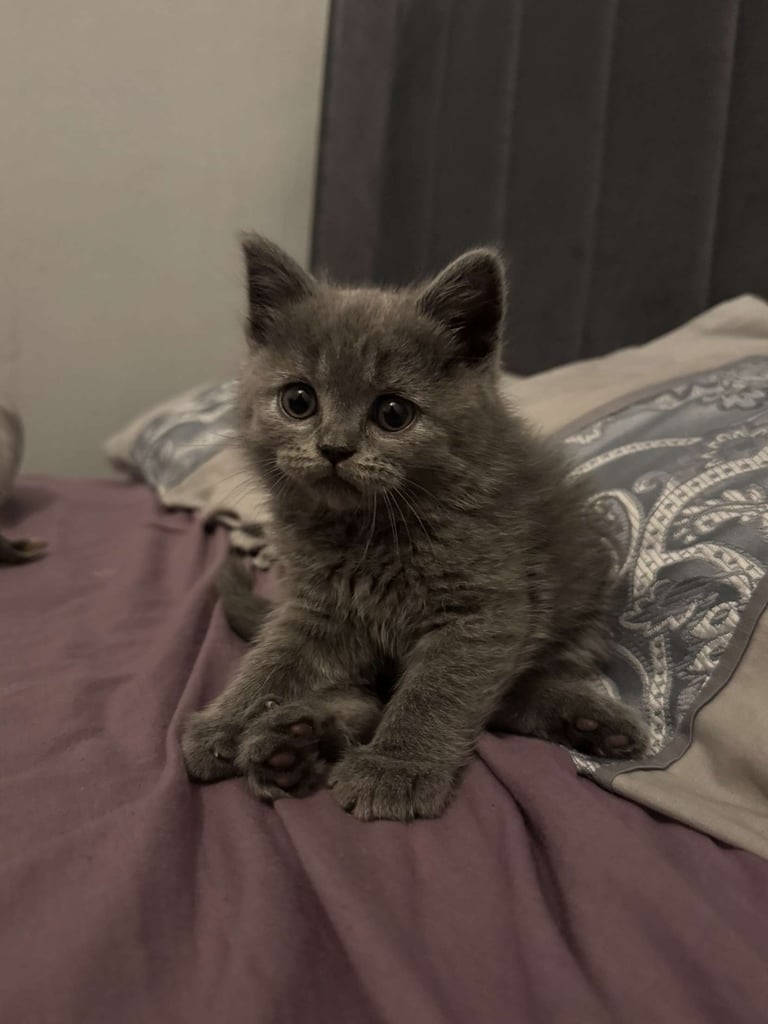 Bsh 