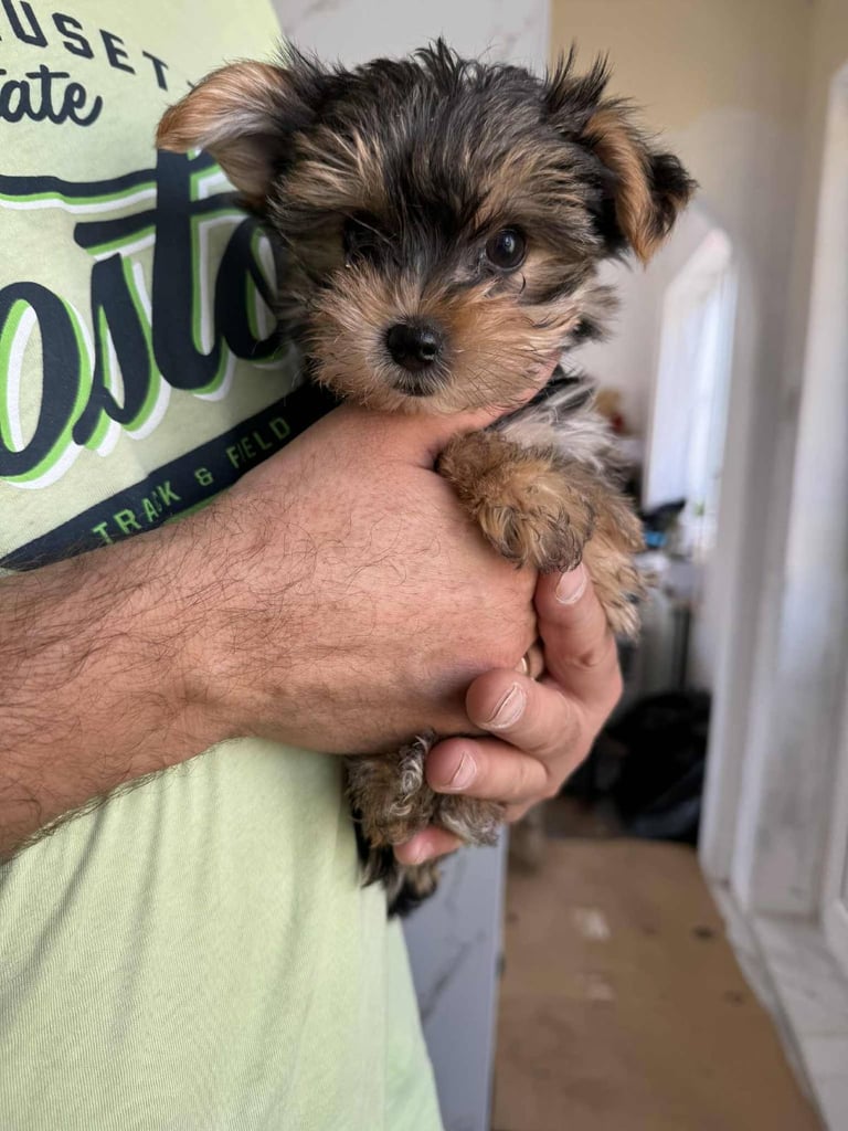 Yorkshire terrier, boys and girls. 