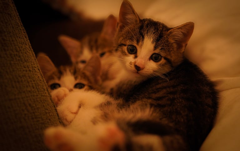 Cute tabby kittens