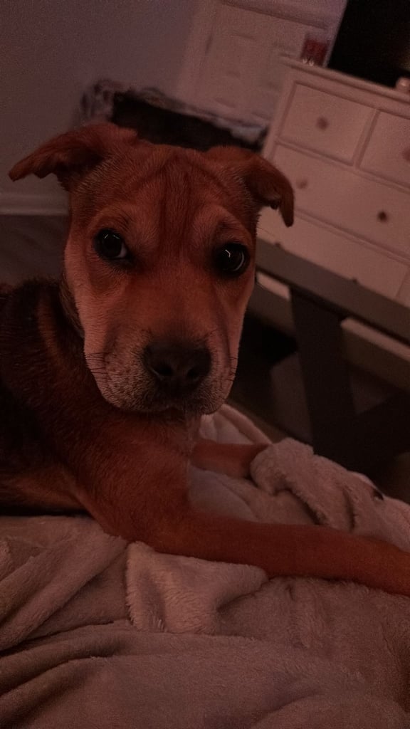 Puppy for sale Patterdale x Lakeland Terrier 