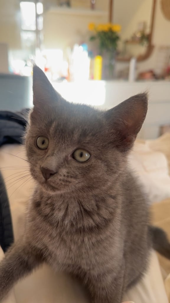 Beautiful female kitten, ready for a loving home 