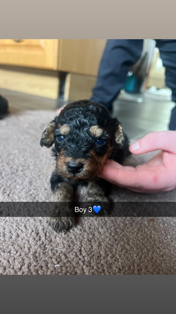 F1 b cockapoo puppies 