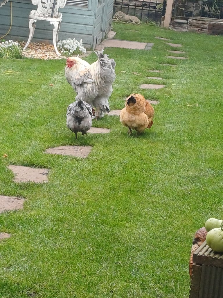 Cockerel and chickens