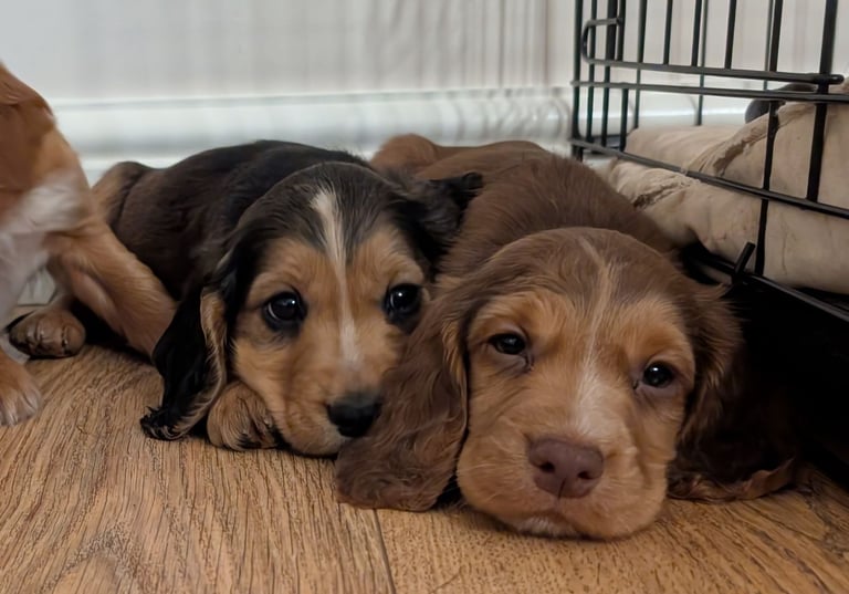 Stunning litter of Cocker Spaniel Puppies