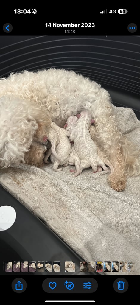 image for Bichon Frise