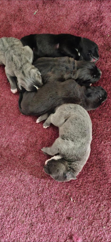 Cane corso pups 