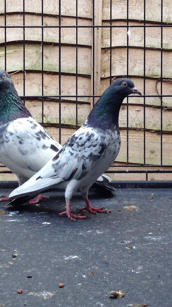 Pigeons for sale