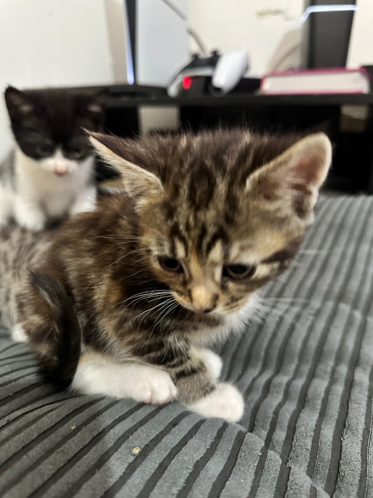🐾 Adorable Kittens Ready for Their Forever Homes! 🏡