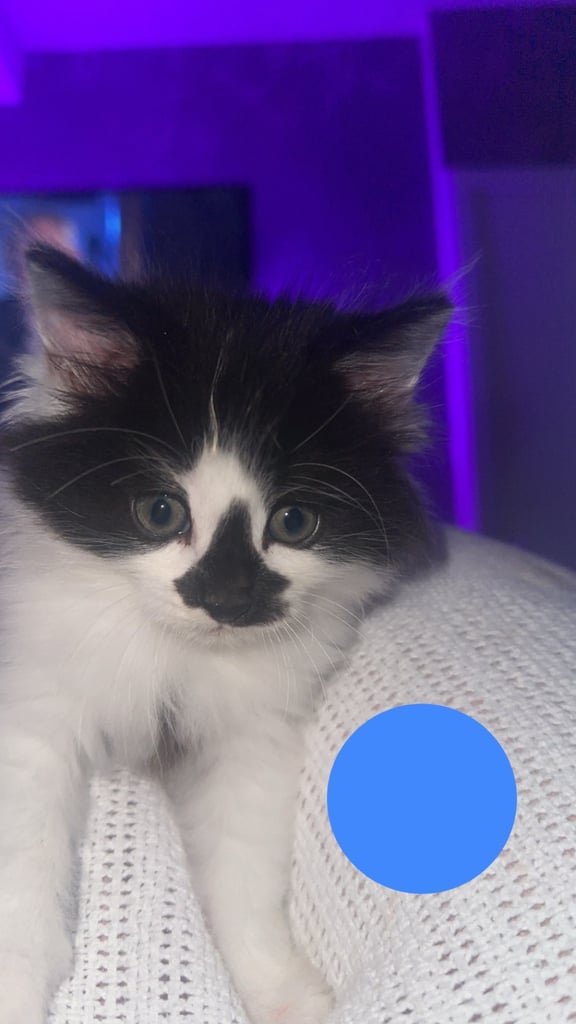 4 kittens for sale 2 female 2 male