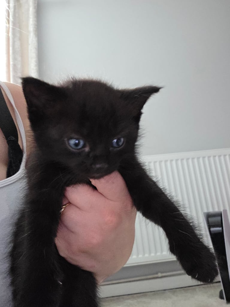 Kittens