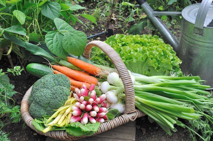 🌿 LAND WANTED – OFF-GRID SMALLHOLDING PROJECT 🌿