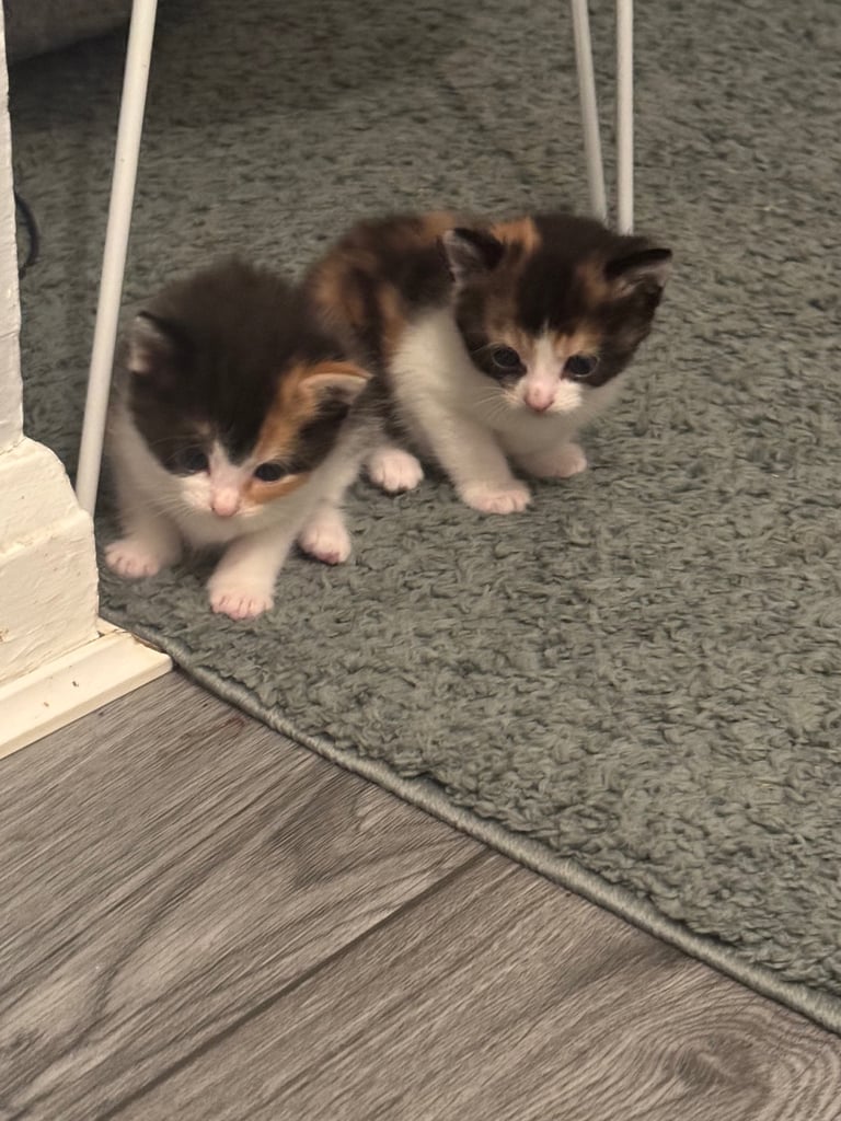 Kittens for sale