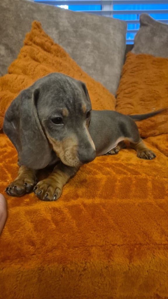 Last of the litter, blue & tan boy