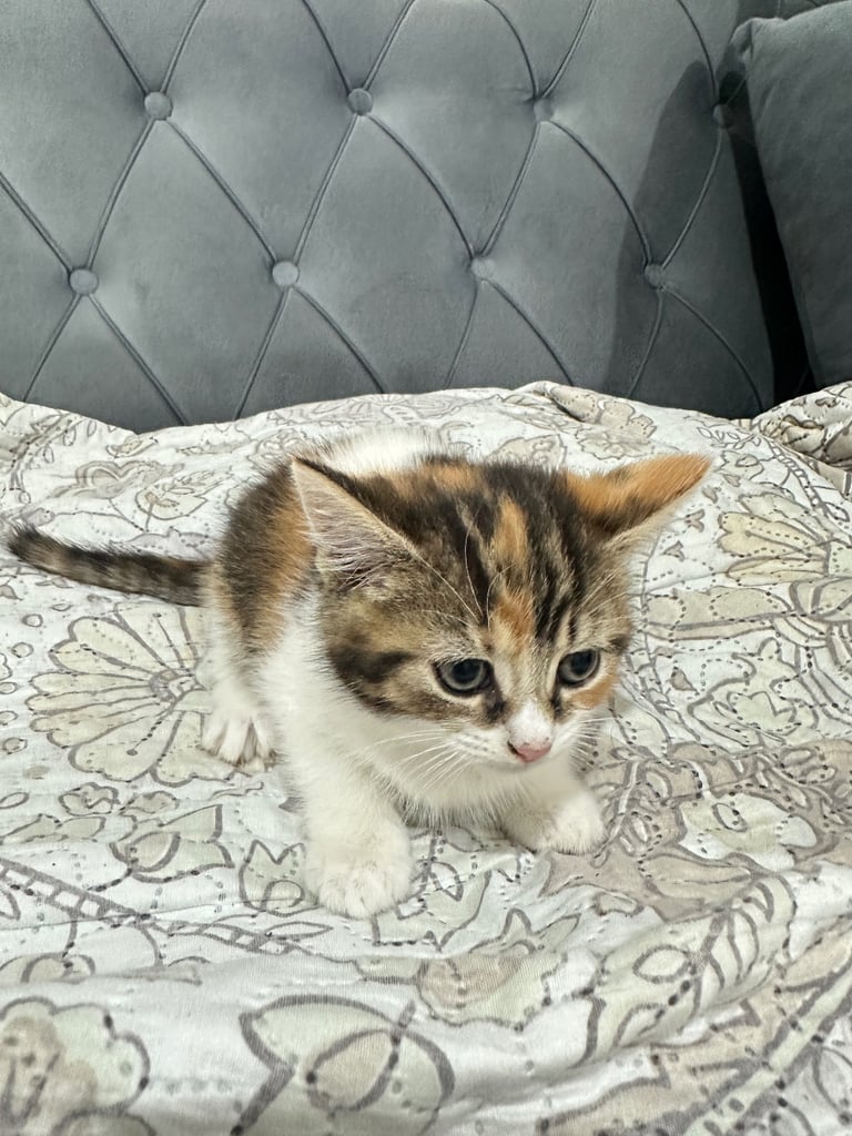 4 Beautiful Playful Kittens – Short Hair & Fluffy Persian Mixes