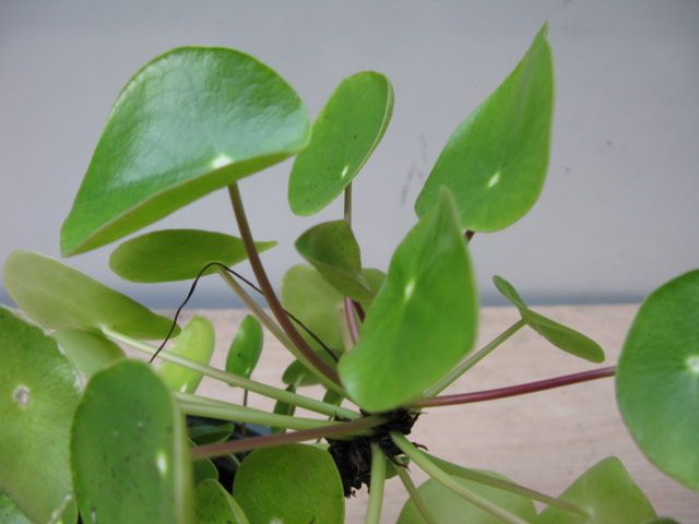 Pilea or Chinese Money Plant