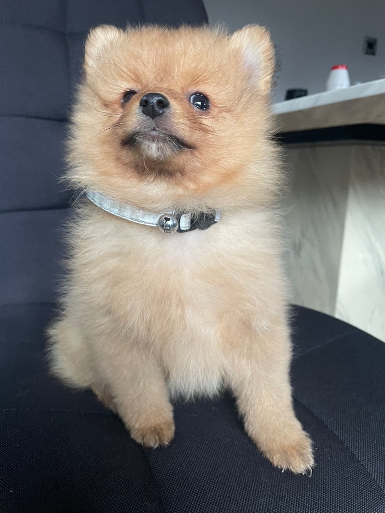 Beautiful Pomeranian puppies ready to go 