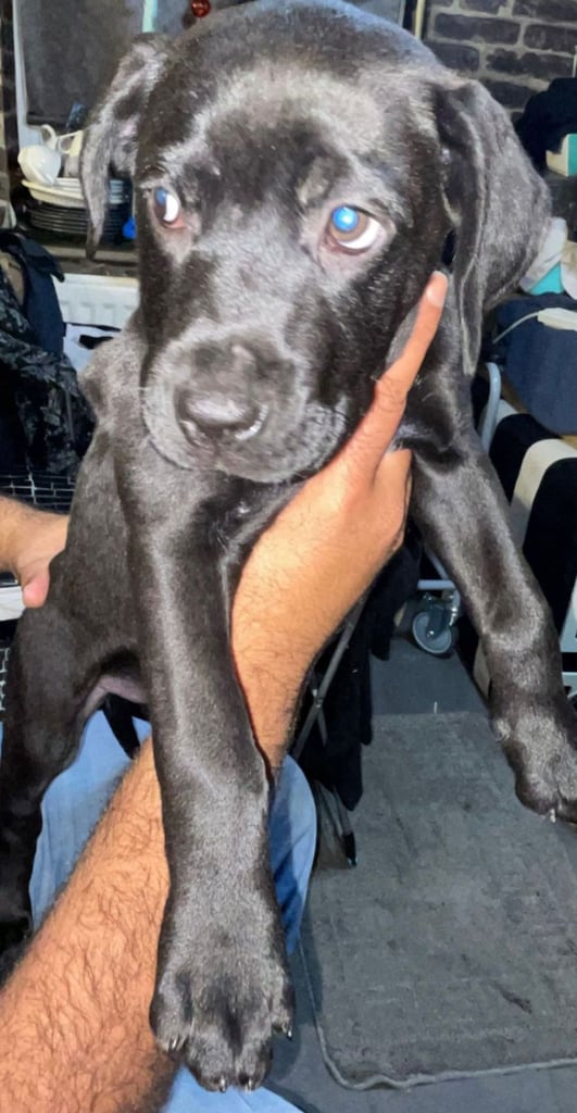 Presa canario x staffy