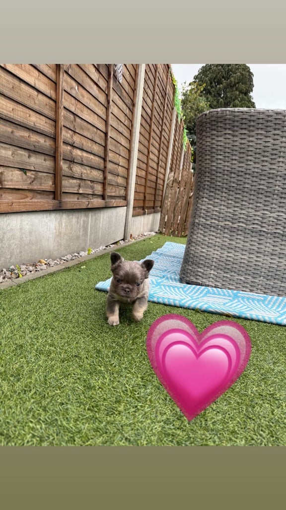 **Fluffy Frenchie’s**