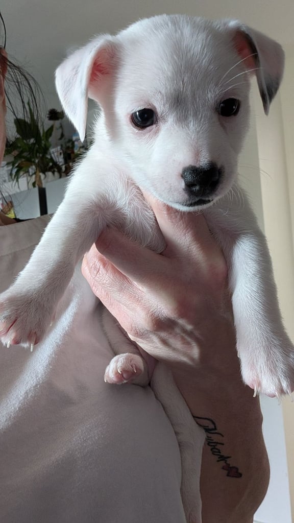 Toy fox terrier cross jack russell 3 left 