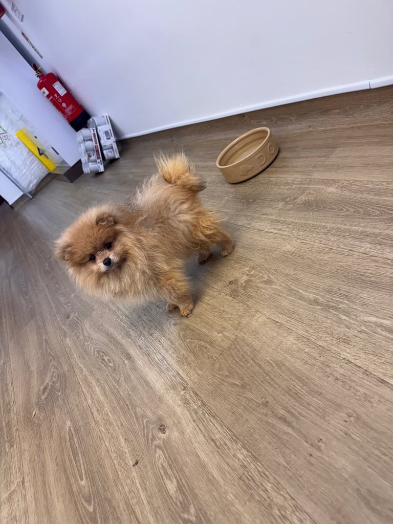 Small teddy Pomeranian puppy boy (brown) 