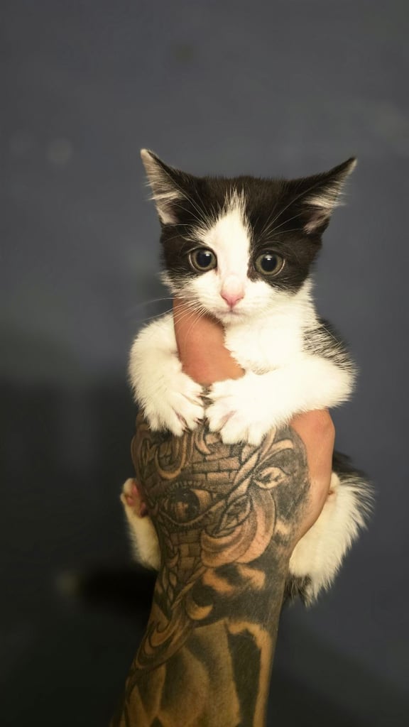 image for Beautiful kittens ready to go 