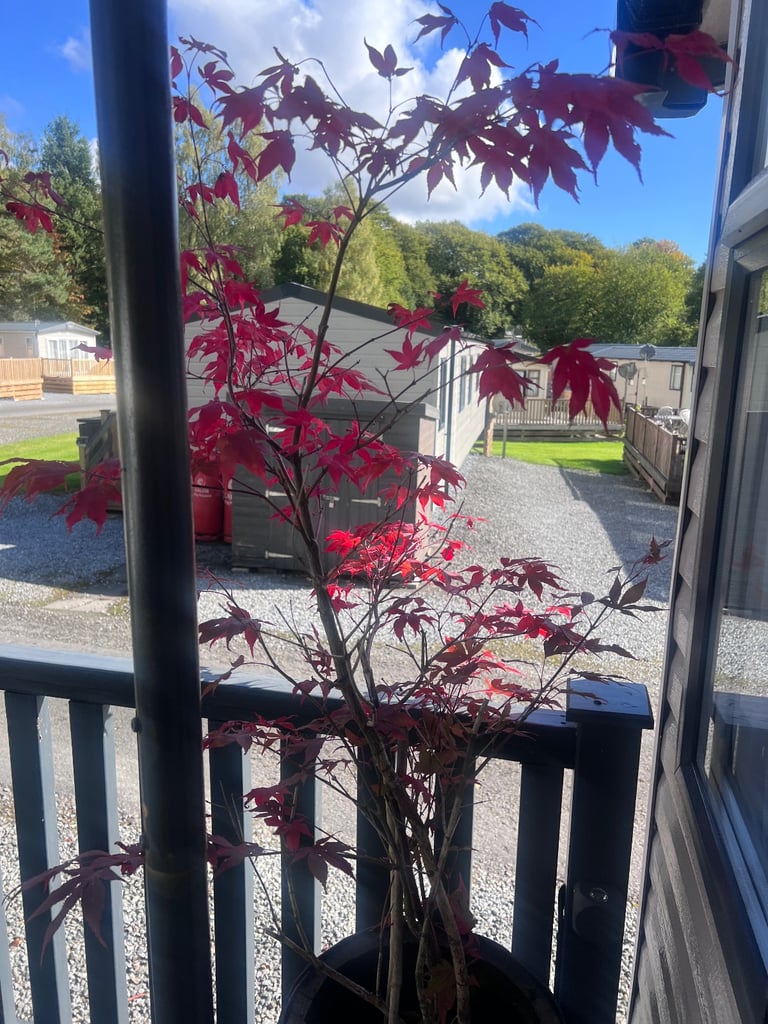 Whisky barrel with red acer