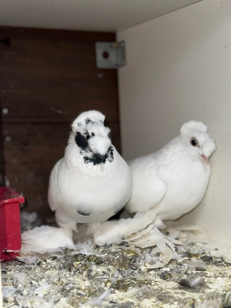 Beautiful Pigeons 