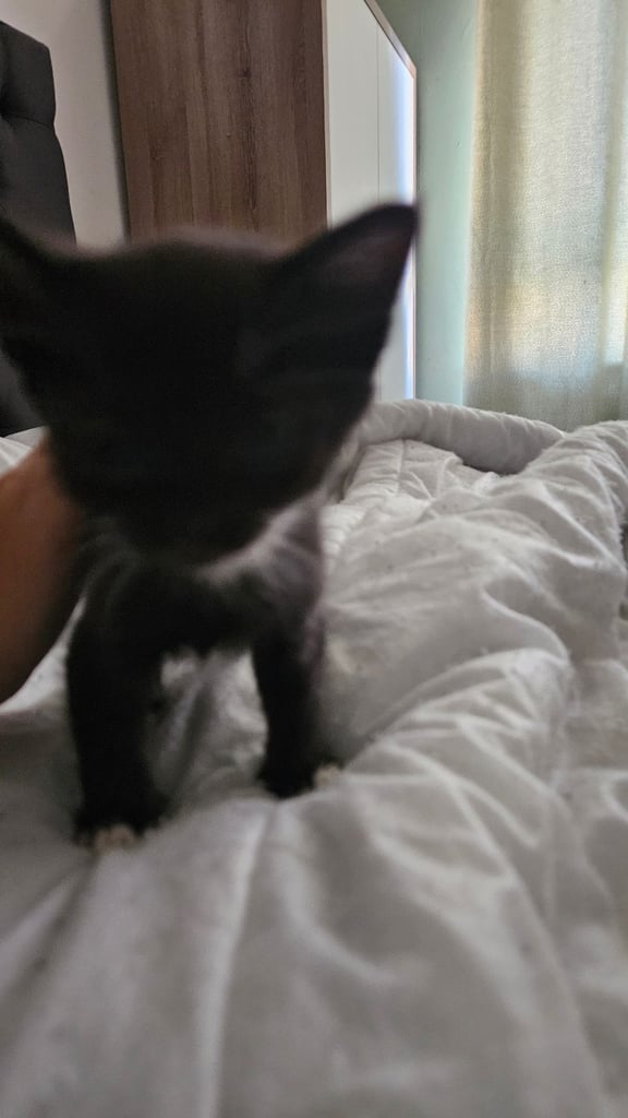 Kittens for sale 150