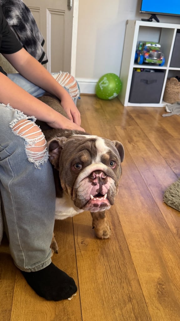 6 month english bull dog 