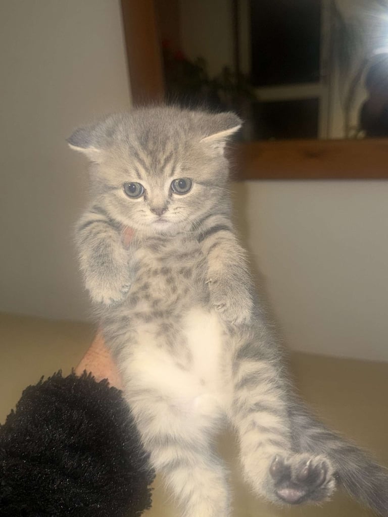 RARE COLOURPOINT BRITISH SHORT HAIR KITTENS FOR SALE