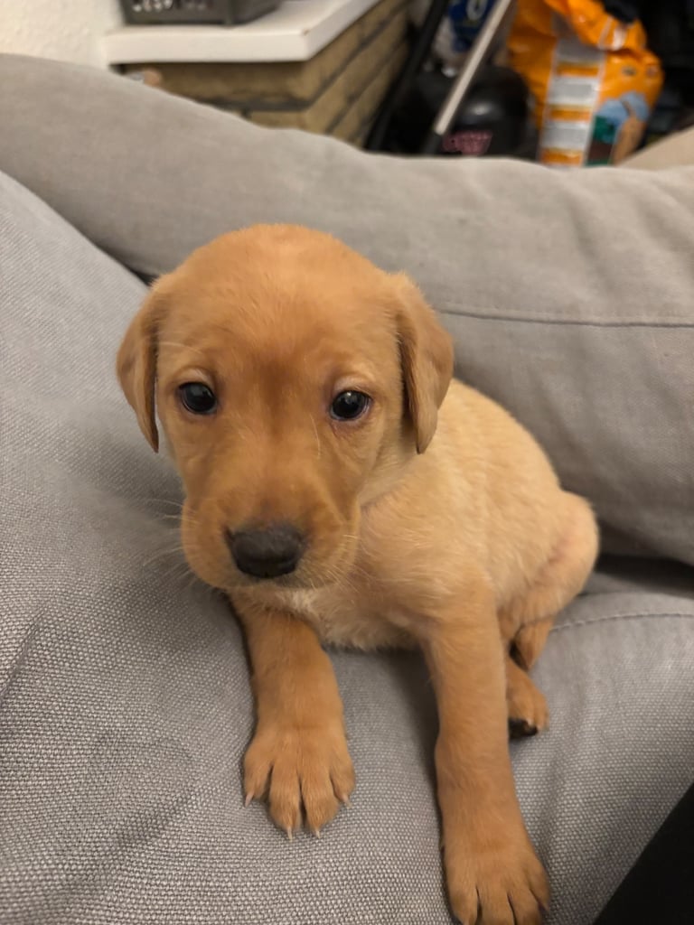 Red fox Labrador puppies for sale 