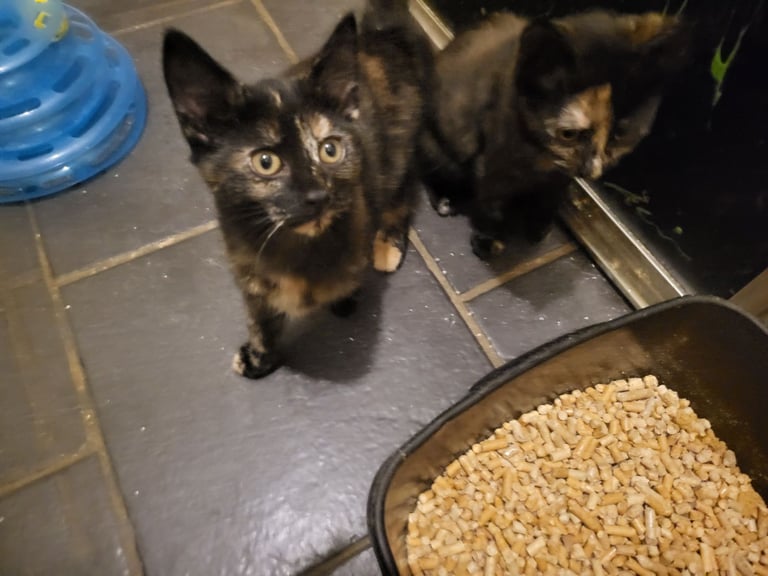 Girls tortoiseshell 