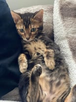 Amazing full pedigree marbled kitten - TICA registered