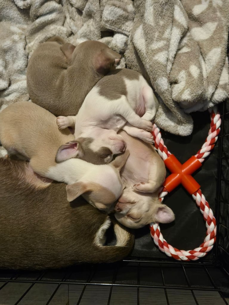 Gorgeous Chihuahua Puppies looking for a forever Home