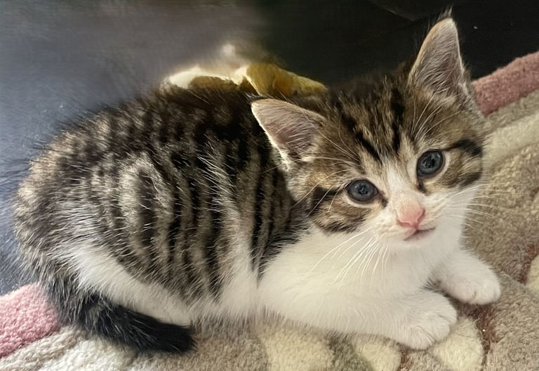 4 Sweet tempered kittens looking for loving homes