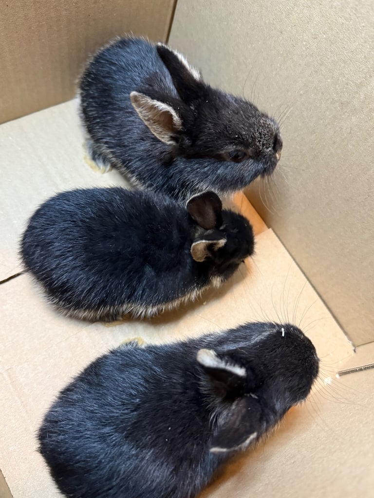 Min lop 