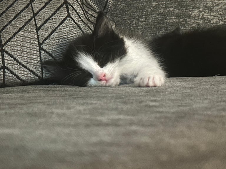 Kitten 