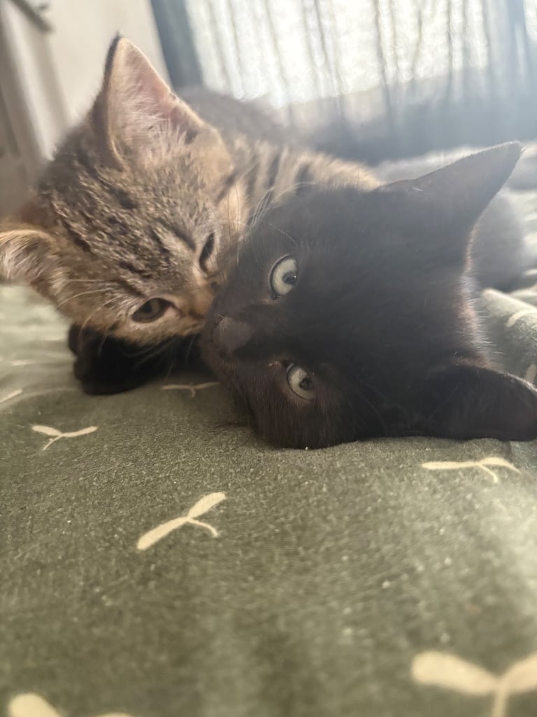 Two friendly 12 week kittens for sale (call only) 