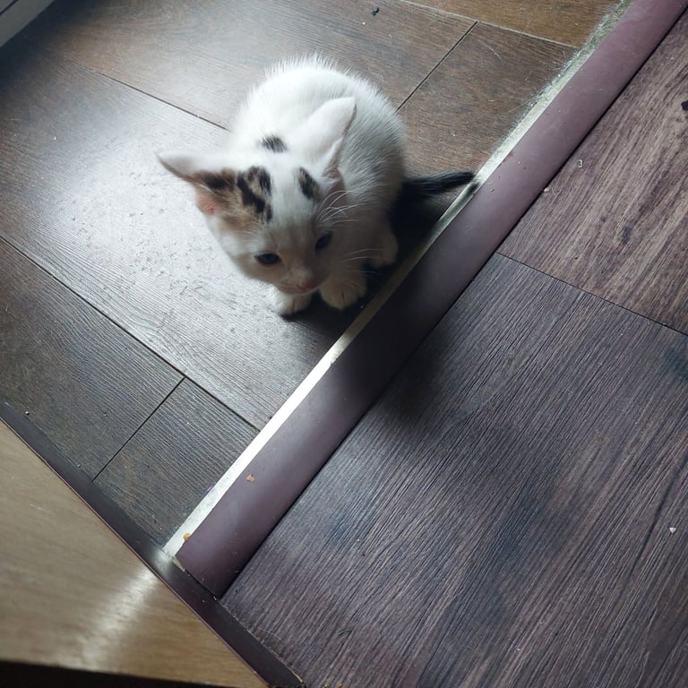 image for Kittens
