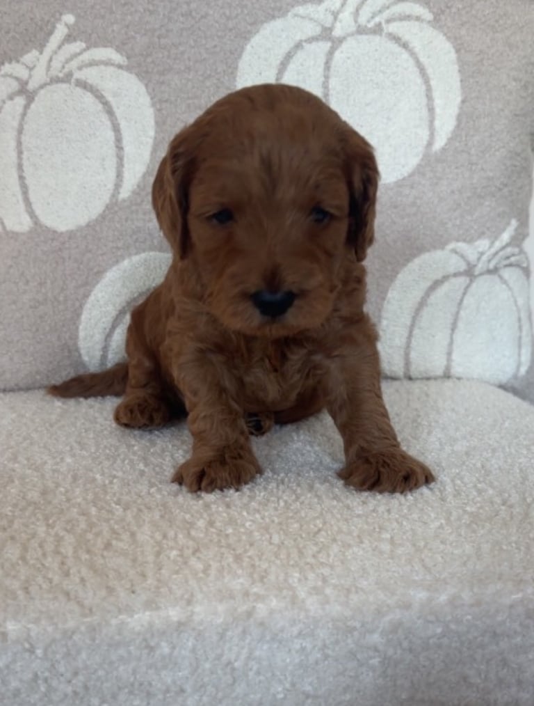 Beautiful f1b cockapoo puppies 