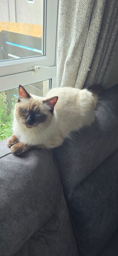 Chocolate point ragdoll