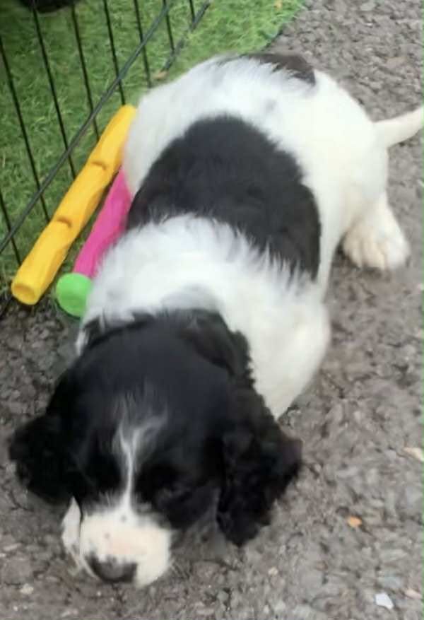 image for Cocker spaniel pups 