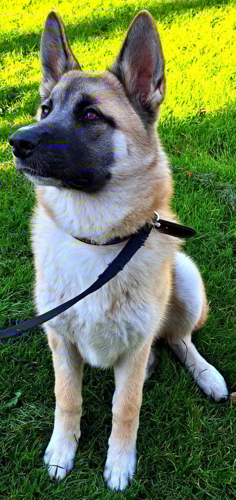 Japanese Akita cross Belgian Malinois/Female/4 Months 