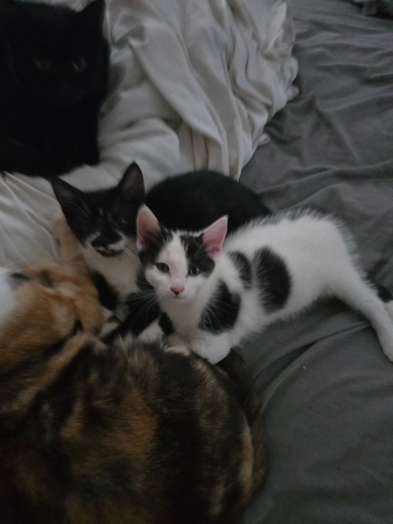 Last x2 Adorable Playfu Kittens! READY NOW!