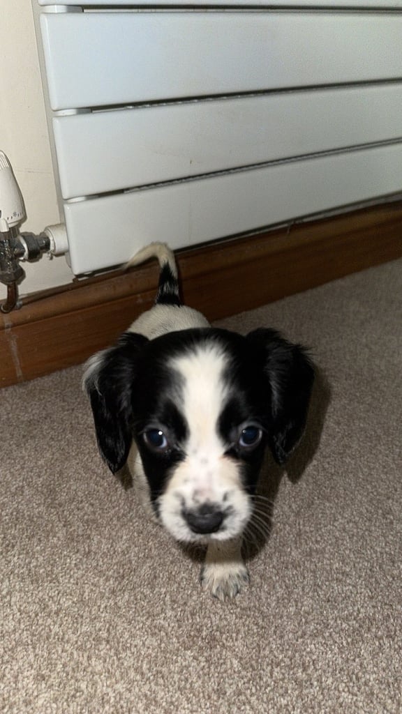2 gorgeous sprocker spaniels 