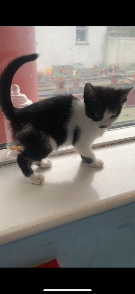 Kittens 