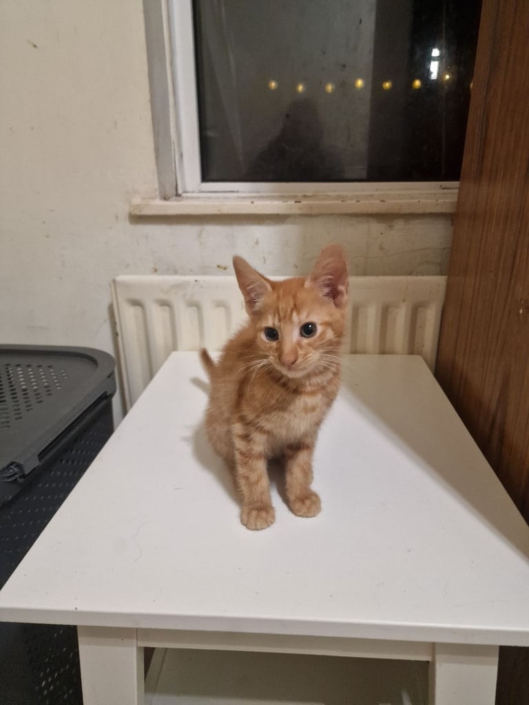 2 Orange ( Ginger ) kittens, boys , and 5 black ( persian ) kittens for sale 3 boys and 2 girls