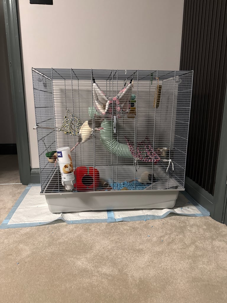 Two male rats