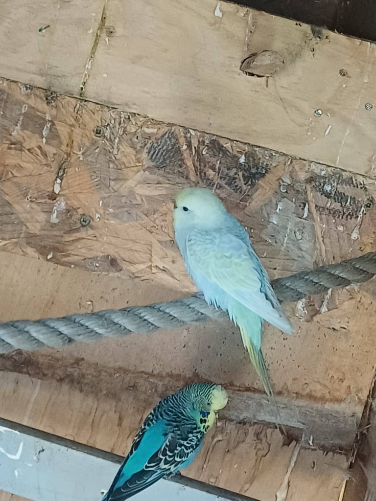 Cockatiels and rainbow budgies