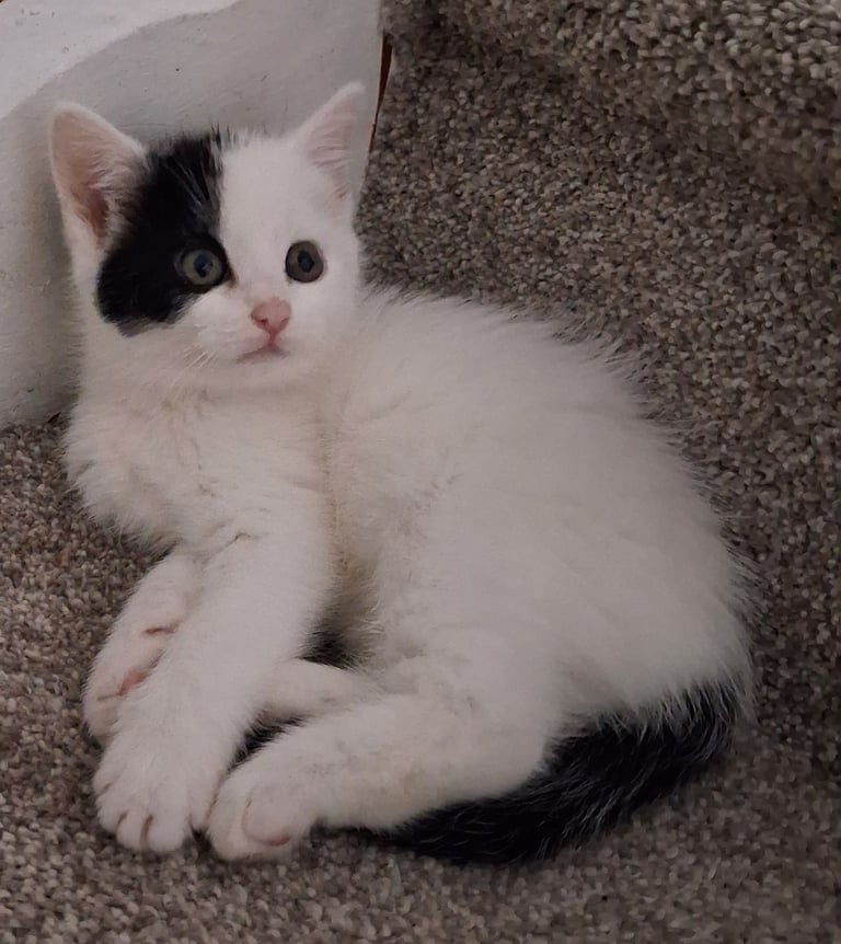 Kittens two girls 